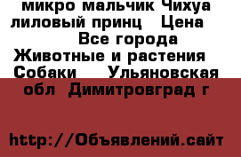 микро мальчик Чихуа лиловый принц › Цена ­ 90 - Все города Животные и растения » Собаки   . Ульяновская обл.,Димитровград г.